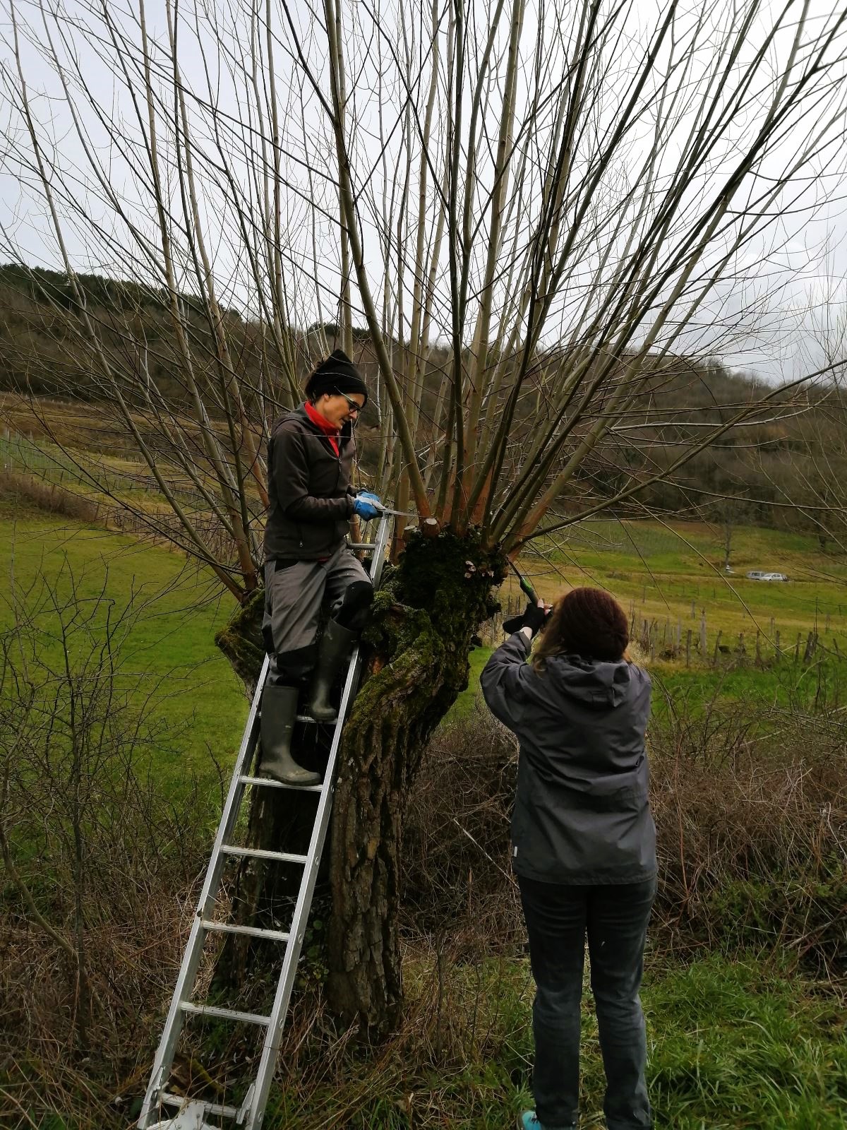 Chantier participatif : Entretien de saule têtard et prélèvement de boutures