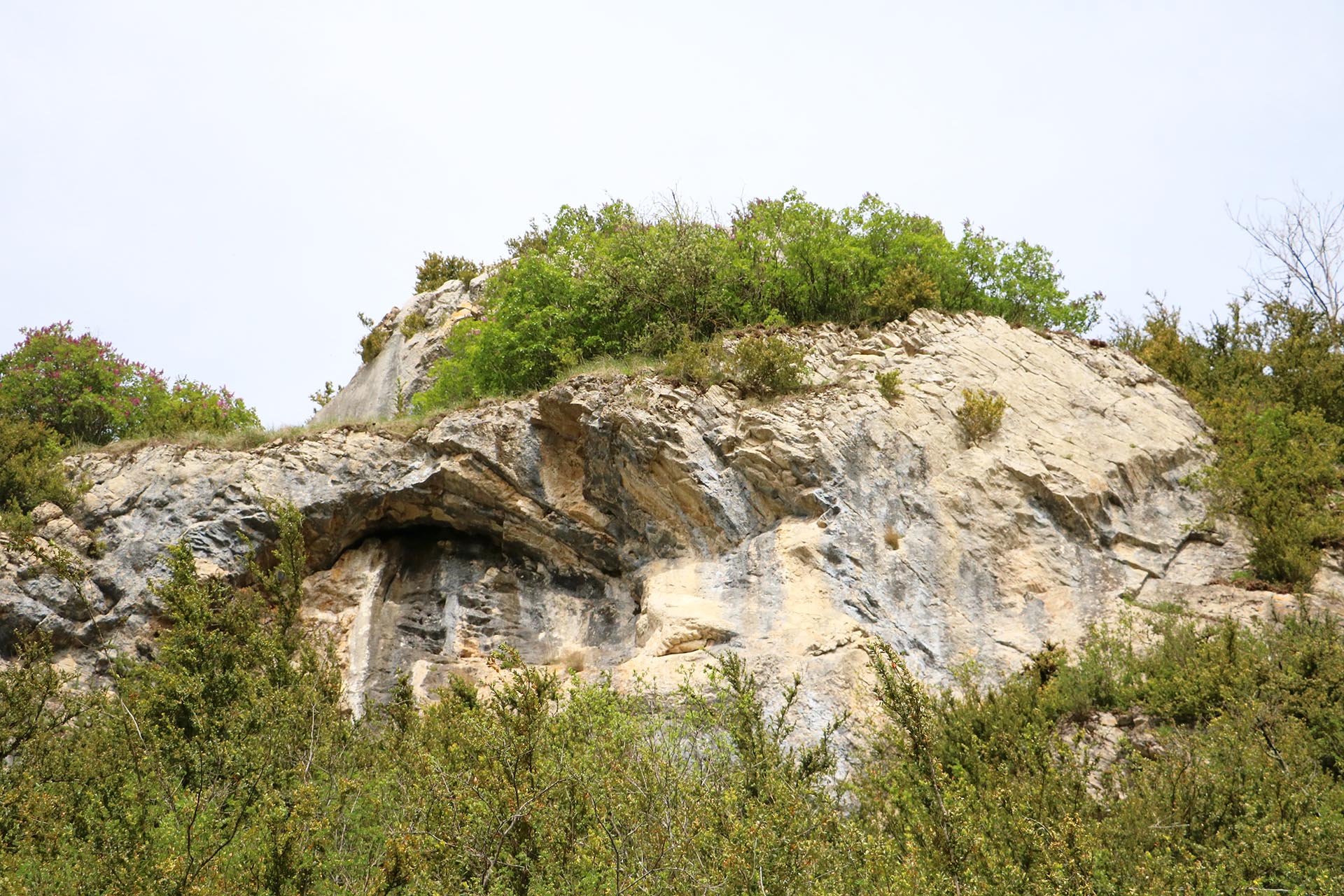 Sortie découverte des oiseaux de la Côte de Mancy