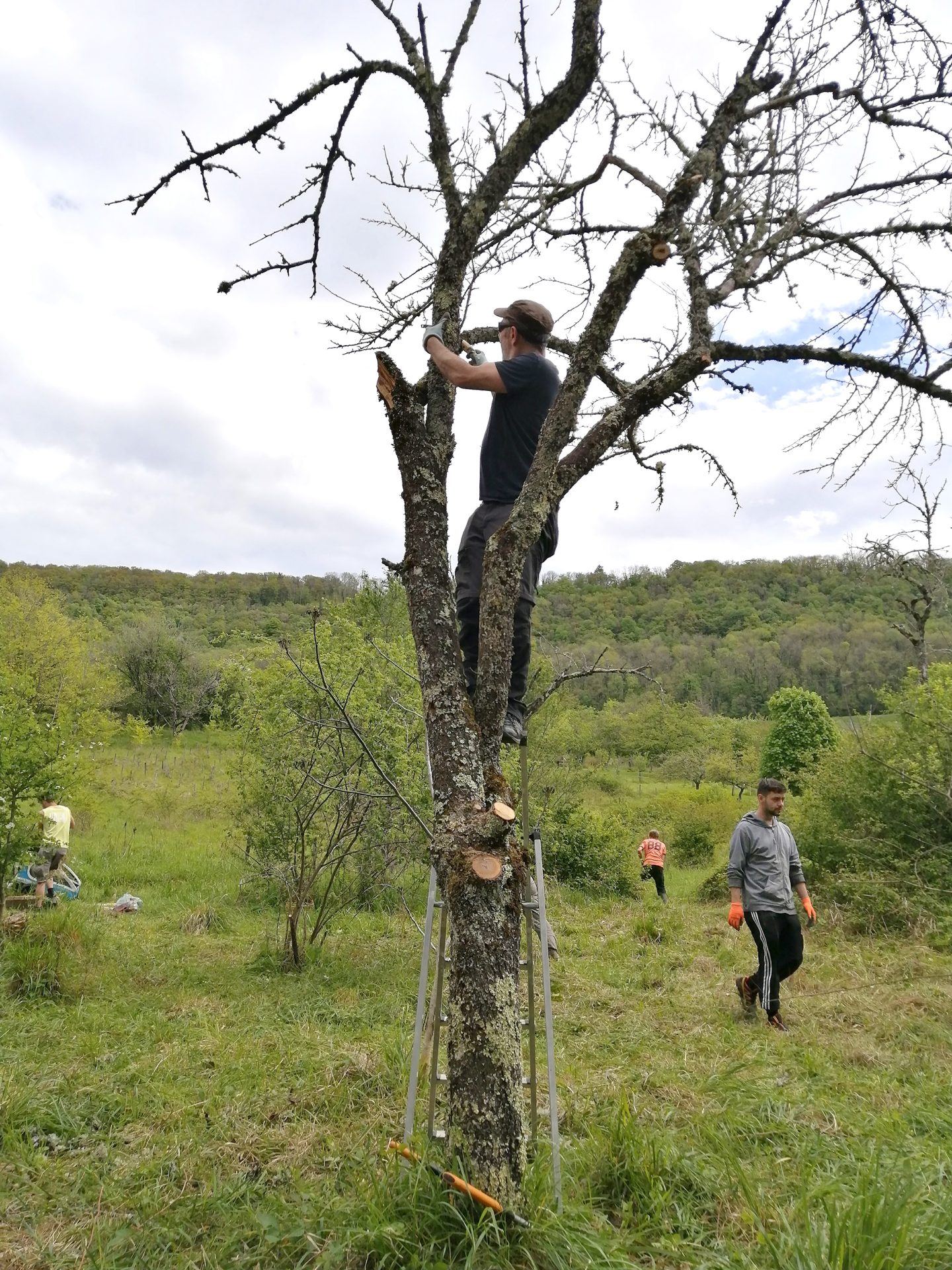 Chantier de rentrée au Verger partagé de la Barille
