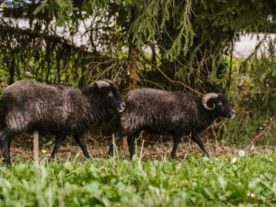 Ecopâturage : pourquoi, comment ? Cas pratique avec deux béliers