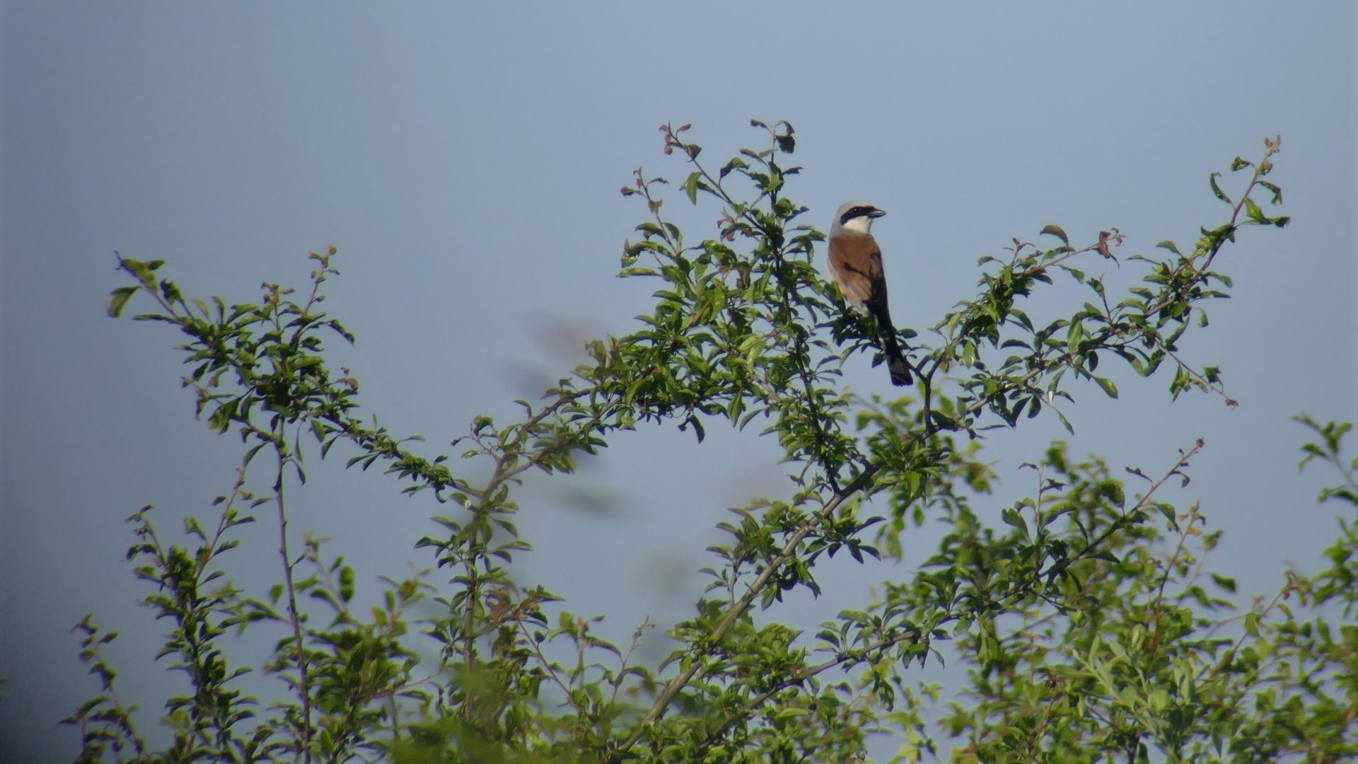 Deux balades naturalistes à Montrond
