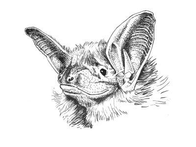Apéro-chiro : étude des sorties de gîtes de chauve-souris arboricoles