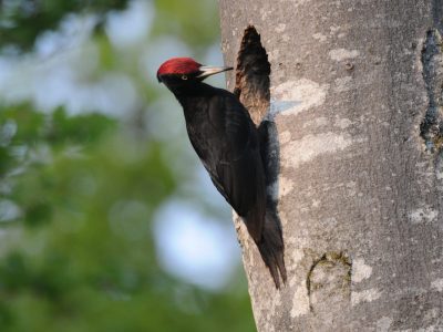 Sortie : Biodiversité en forêt de Présilly