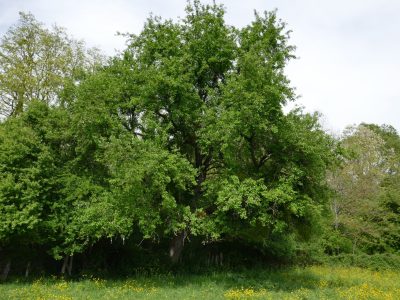 Balade autour des arbres sauvages et locaux